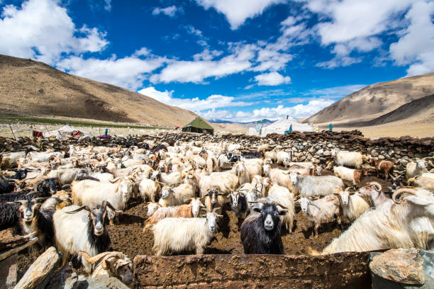 Стадо коз кашемирской породы на фоне заснеженных гор